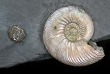 Iridescent Ammonite Fossils Mounted In Shale - x #38219-1